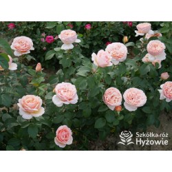 Tropicana® Pokaźne, rozetkowe  kwiaty, miedziana barwa, bardzo intensywny zapach. niski krzew.