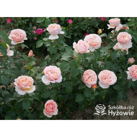 Tropicana® Pokaźne, rozetkowe  kwiaty, miedziana barwa, bardzo intensywny zapach. niski krzew.