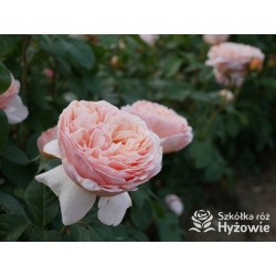 Tropicana® Pokaźne, rozetkowe  kwiaty, miedziana barwa, bardzo intensywny zapach. niski krzew.