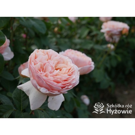 Tropicana® Pokaźne, rozetkowe  kwiaty, miedziana barwa, bardzo intensywny zapach. niski krzew.