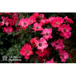 Stadt Rom® niesamowita liczba półpełnych kwiatów o ciemnoróżowej barwie. Mocno zielone liście. Niski krzew.