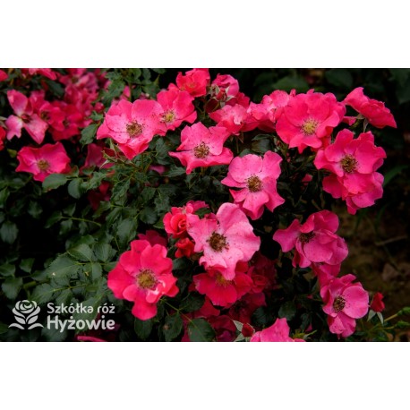 Stadt Rom® niesamowita liczba półpełnych kwiatów o ciemnoróżowej barwie. Mocno zielone liście. Niski krzew.