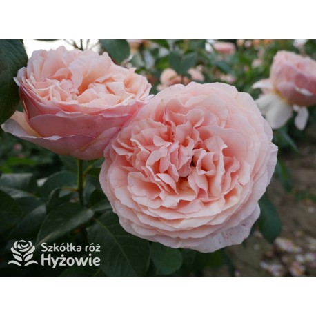 Tropicana® Pokaźne, rozetkowe  kwiaty, miedziana barwa, bardzo intensywny zapach. niski krzew.