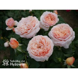 Tropicana® Pokaźne, rozetkowe  kwiaty, miedziana barwa, bardzo intensywny zapach. niski krzew.