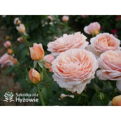 Tropicana® Pokaźne, rozetkowe  kwiaty, miedziana barwa, bardzo intensywny zapach. niski krzew.