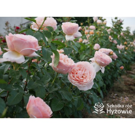 Tropicana® Pokaźne, rozetkowe  kwiaty, miedziana barwa, bardzo intensywny zapach. niski krzew.