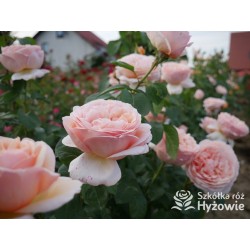 Tropicana® Pokaźne, rozetkowe  kwiaty, miedziana barwa, bardzo intensywny zapach. niski krzew.