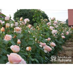 Tropicana® Pokaźne, rozetkowe  kwiaty, miedziana barwa, bardzo intensywny zapach. niski krzew.