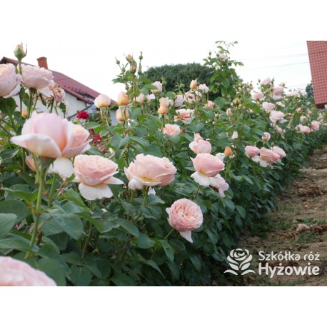 Tropicana® Pokaźne, rozetkowe  kwiaty, miedziana barwa, bardzo intensywny zapach. niski krzew.