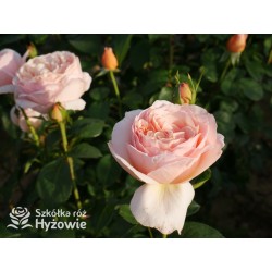 Tropicana® Pokaźne, rozetkowe  kwiaty, miedziana barwa, bardzo intensywny zapach. niski krzew.