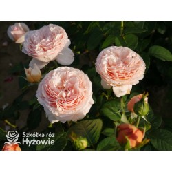 Tropicana® Pokaźne, rozetkowe  kwiaty, miedziana barwa, bardzo intensywny zapach. niski krzew.