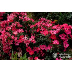 Stadt Rom® niesamowita liczba półpełnych kwiatów o ciemnoróżowej barwie. Mocno zielone liście. Niski krzew.