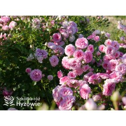 Amica® Małe, pełne kwiaty, różowej barwy, przyjemnie pachną. Niski krzew.