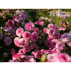 Amica® Małe, pełne kwiaty, różowej barwy, przyjemnie pachną. Niski krzew.