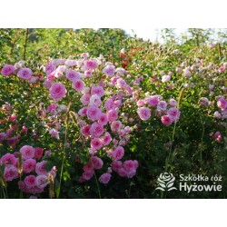 Amica® Małe, pełne kwiaty, różowej barwy, przyjemnie pachną. Niski krzew.