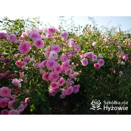 Amica® Małe, pełne kwiaty, różowej barwy, przyjemnie pachną. Niski krzew.