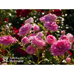 Amica® Małe, pełne kwiaty, różowej barwy, przyjemnie pachną. Niski krzew.