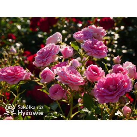 Amica® Małe, pełne kwiaty, różowej barwy, przyjemnie pachną. Niski krzew.