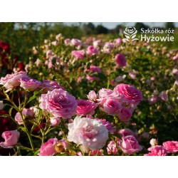 Amica® Małe, pełne kwiaty, różowej barwy, przyjemnie pachną. Niski krzew.