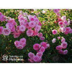 Amica® Małe, pełne kwiaty, różowej barwy, przyjemnie pachną. Niski krzew.