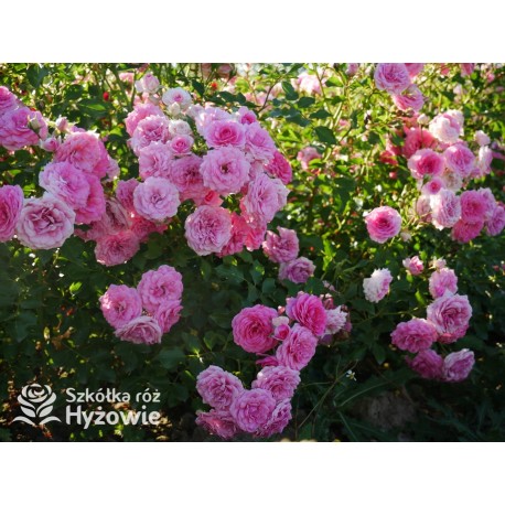 Amica® Małe, pełne kwiaty, różowej barwy, przyjemnie pachną. Niski krzew.