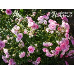 Amica® Małe, pełne kwiaty, różowej barwy, przyjemnie pachną. Niski krzew.