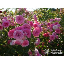 Amica® Małe, pełne kwiaty, różowej barwy, przyjemnie pachną. Niski krzew.