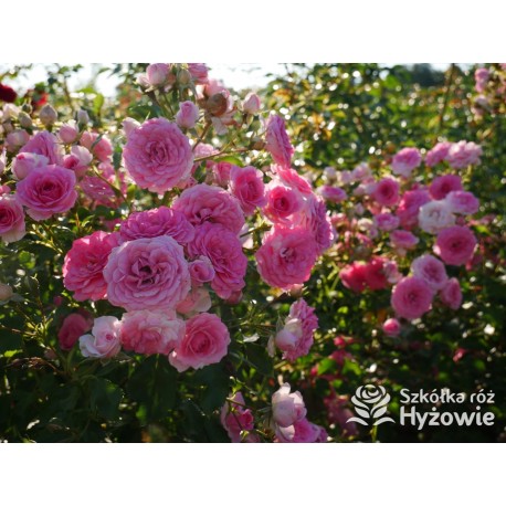 Amica® Małe, pełne kwiaty, różowej barwy, przyjemnie pachną. Niski krzew.