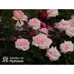 Aphrodite® Pokaźne, rozetkowe kwiaty o różowej barwie i bardzo przyjemnym zapachu. Średniej wysokości krzew.