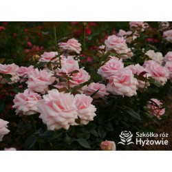 Aphrodite® Pokaźne, rozetkowe kwiaty o różowej barwie i bardzo przyjemnym zapachu. Średniej wysokości krzew.