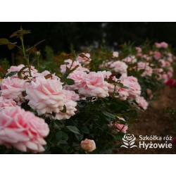 Aphrodite® Pokaźne, rozetkowe kwiaty o różowej barwie i bardzo przyjemnym zapachu. Średniej wysokości krzew.