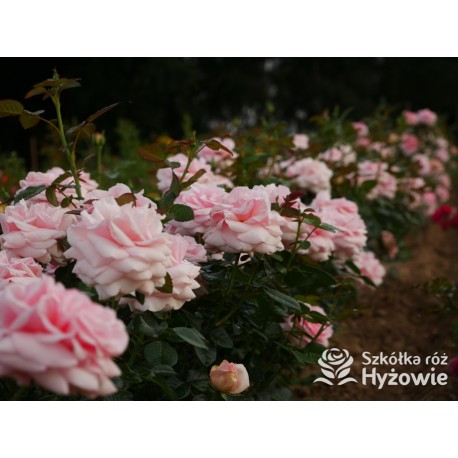 Aphrodite® Pokaźne, rozetkowe kwiaty o różowej barwie i bardzo przyjemnym zapachu. Średniej wysokości krzew.