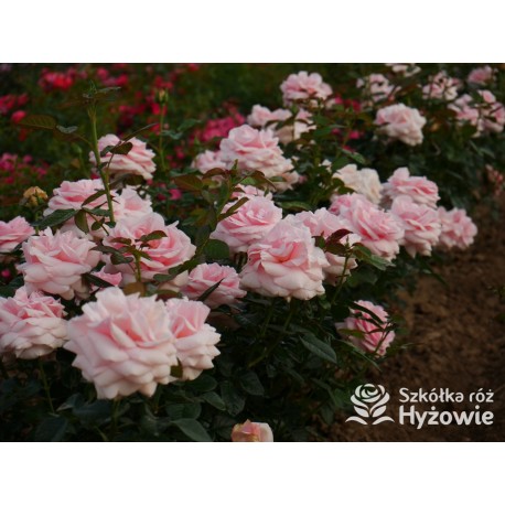 Aphrodite® Pokaźne, rozetkowe kwiaty o różowej barwie i bardzo przyjemnym zapachu. Średniej wysokości krzew.