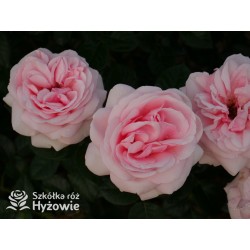 Aphrodite® Pokaźne, rozetkowe kwiaty o różowej barwie i bardzo przyjemnym zapachu. Średniej wysokości krzew.