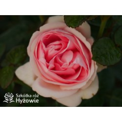 Aphrodite® Pokaźne, rozetkowe kwiaty o różowej barwie i bardzo przyjemnym zapachu. Średniej wysokości krzew.