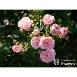 Bailando® Pełne, nabite płatkami kwiaty o różowej barwie i delikatnym zapachu. Niski krzew.