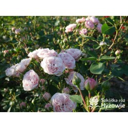 Bailando® Pełne, nabite płatkami kwiaty o różowej barwie i delikatnym zapachu. Niski krzew.