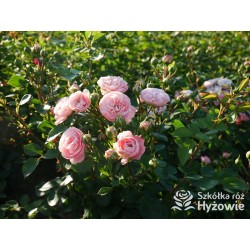 Bailando® Pełne, nabite płatkami kwiaty o różowej barwie i delikatnym zapachu. Niski krzew.