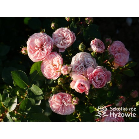 Bailando® Pełne, nabite płatkami kwiaty o różowej barwie i delikatnym zapachu. Niski krzew.