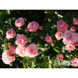 Bailando® Pełne, nabite płatkami kwiaty o różowej barwie i delikatnym zapachu. Niski krzew.