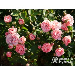 Bailando® Pełne, nabite płatkami kwiaty o różowej barwie i delikatnym zapachu. Niski krzew.