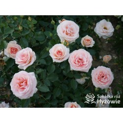 Impala® Małe, pełne kwiaty, łososiowej barwy, przyjemnie pachnie. Niski krzew.