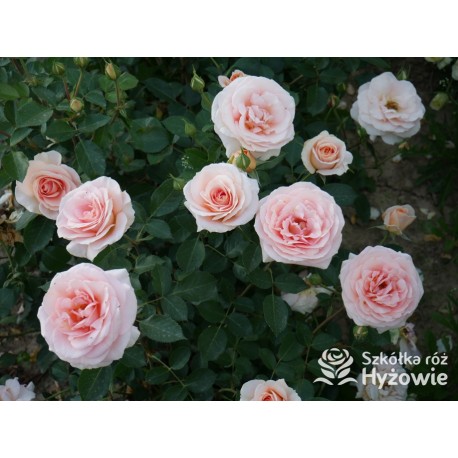 Impala® Małe, pełne kwiaty, łososiowej barwy, przyjemnie pachnie. Niski krzew.