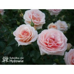 Impala® Małe, pełne kwiaty, łososiowej barwy, przyjemnie pachnie. Niski krzew.