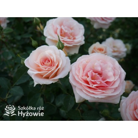 Impala® Małe, pełne kwiaty, łososiowej barwy, przyjemnie pachnie. Niski krzew.