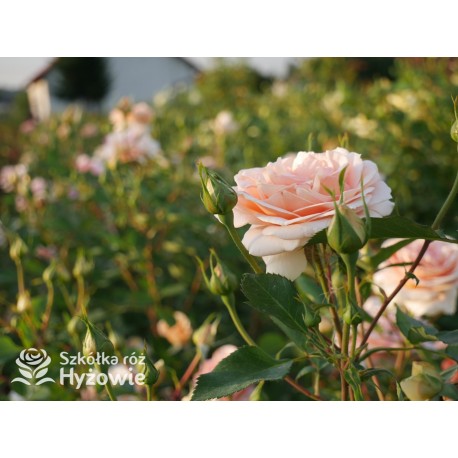 Impala® Małe, pełne kwiaty, łososiowej barwy, przyjemnie pachnie. Niski krzew.