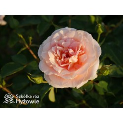 Impala® Małe, pełne kwiaty, łososiowej barwy, przyjemnie pachnie. Niski krzew.