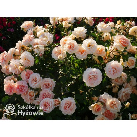 Impala® Małe, pełne kwiaty, łososiowej barwy, przyjemnie pachnie. Niski krzew.