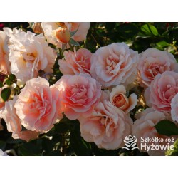 Impala® Małe, pełne kwiaty, łososiowej barwy, przyjemnie pachnie. Niski krzew.