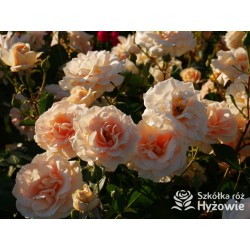 Impala® Małe, pełne kwiaty, łososiowej barwy, przyjemnie pachnie. Niski krzew.